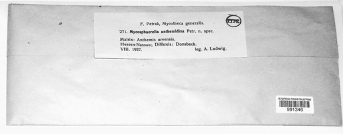 Mycosphaerella anthemidina image